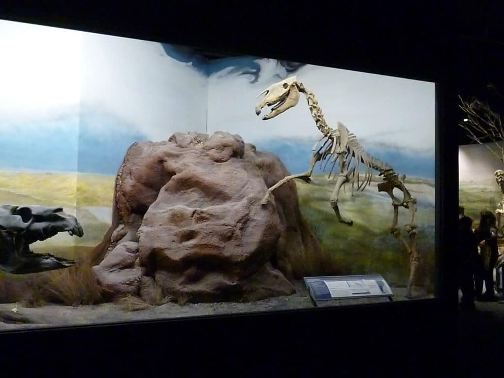 https://mdw-travel-data-us-east-1.s3.amazonaws.com/img/country/Argentina/Museo-de-Arte-Egidio-Feruglio/img_03.jpg