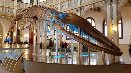 https://mdw-travel-data-us-east-1.s3.amazonaws.com/img/country/Argentina/Museo-de-Historia-Natural/img_01.jpg