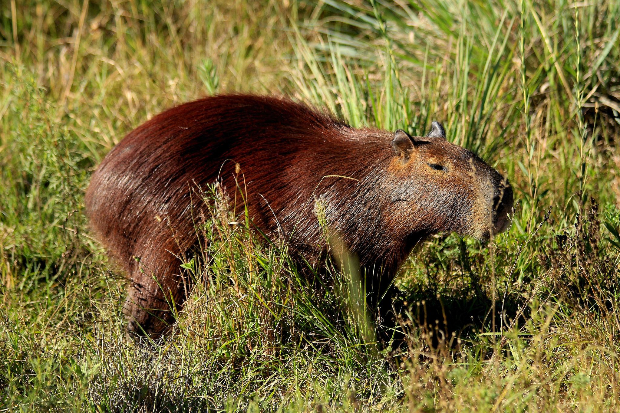 https://mdw-travel-data-us-east-1.s3.amazonaws.com/img/country/Argentina/Parque-Nacional-El-Palmar/img_03.jpg