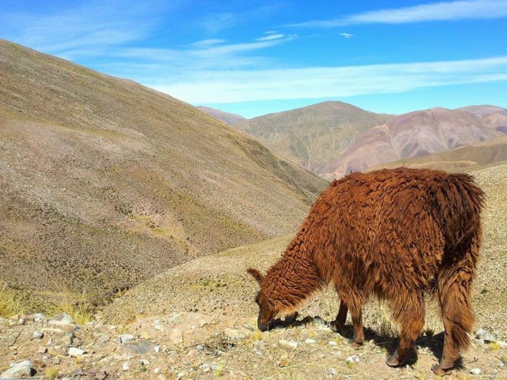 https://mdw-travel-data-us-east-1.s3.amazonaws.com/img/country/Argentina/Puna/img_02.jpg