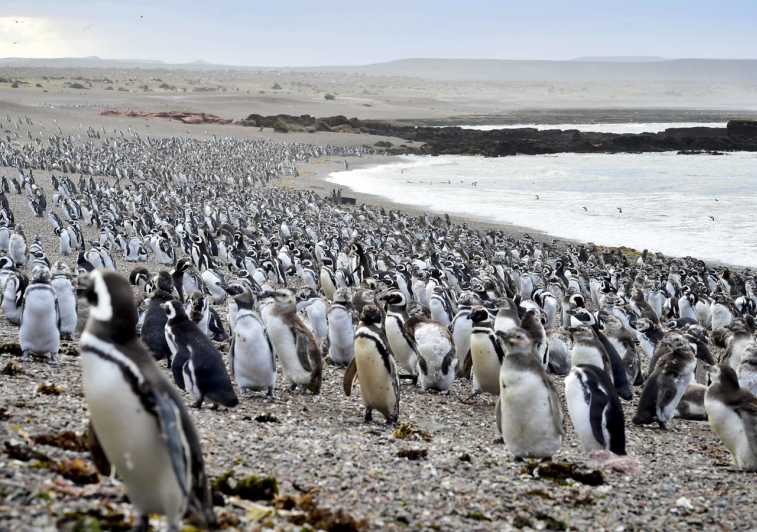 https://mdw-travel-data-us-east-1.s3.amazonaws.com/img/country/Argentina/Punta-Tombo-Penguin-Reserve/img_01.jpg