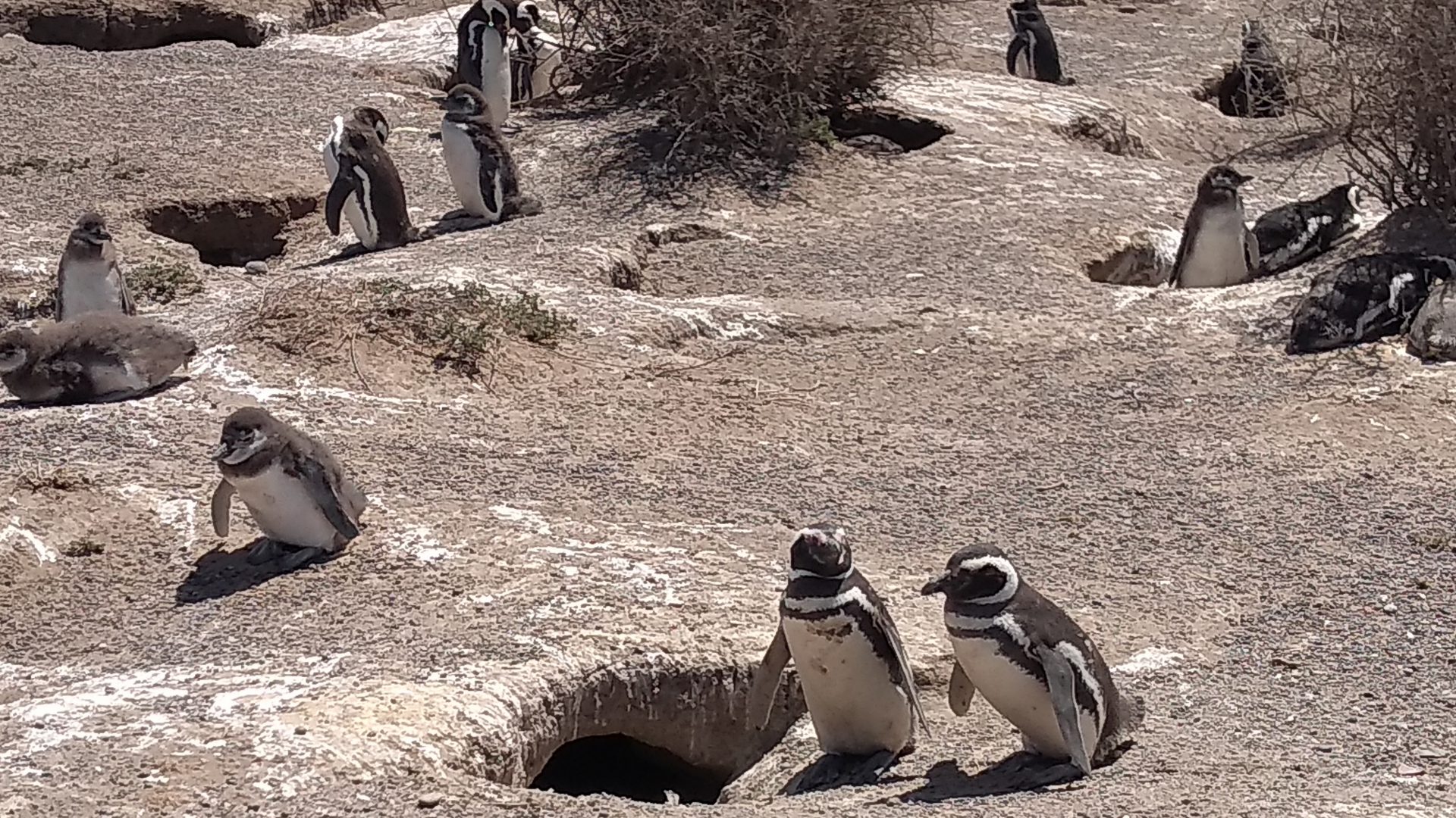 https://mdw-travel-data-us-east-1.s3.amazonaws.com/img/country/Argentina/Punta-Tombo-Penguin-Reserve/img_02.jpg