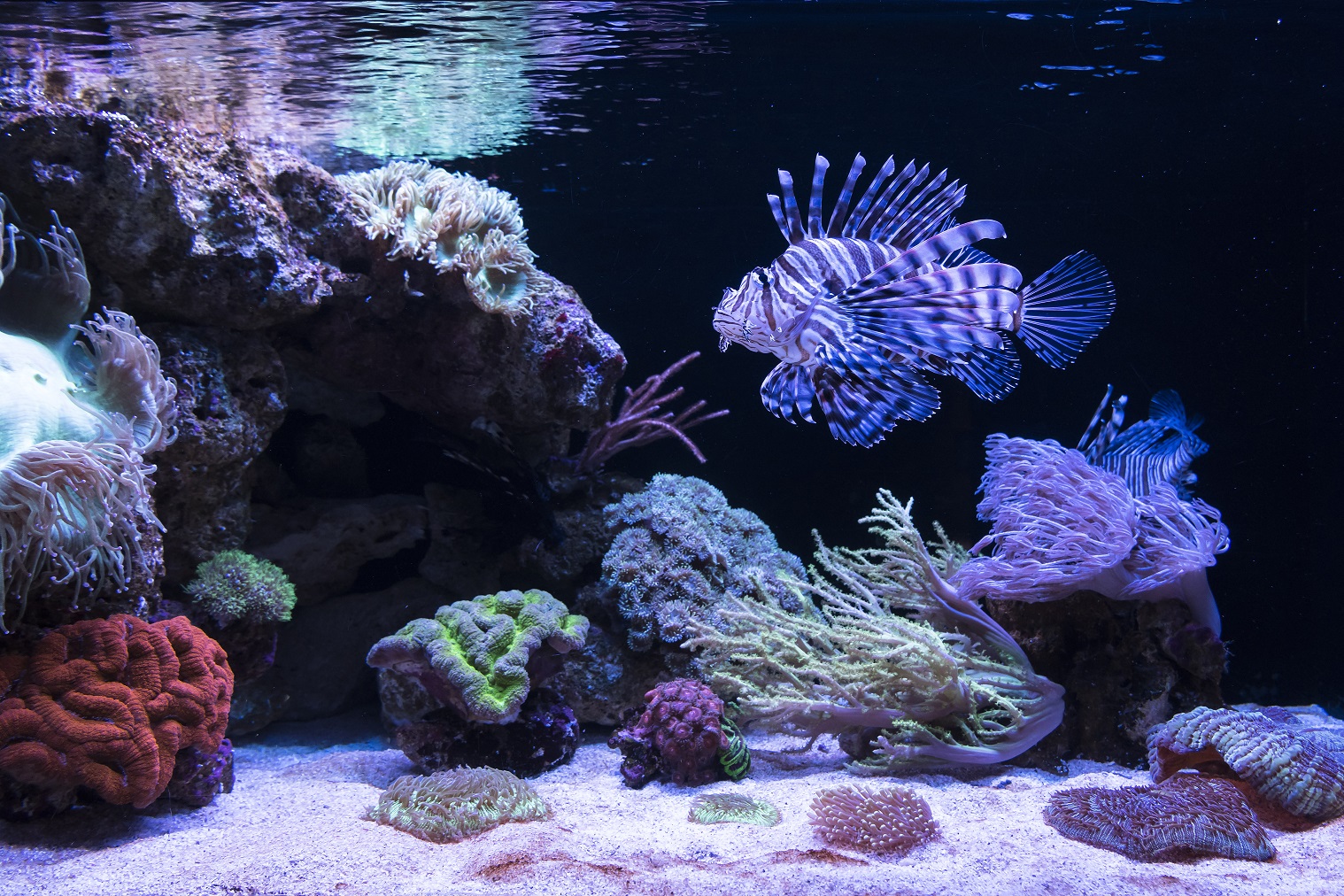 https://mdw-travel-data-us-east-1.s3.amazonaws.com/img/country/Australia/AQWA-The-Aquarium-of-Western-Australia/img_00.jpg
