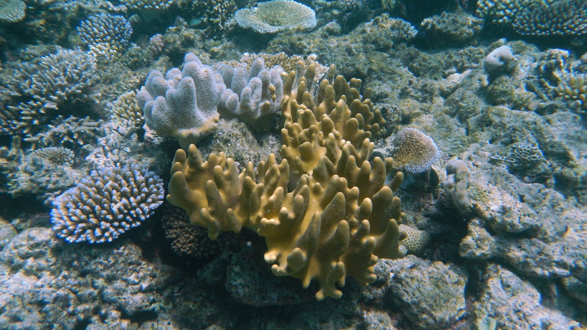 https://mdw-travel-data-us-east-1.s3.amazonaws.com/img/country/Australia/Agincourt-Reef/img_01.jpg