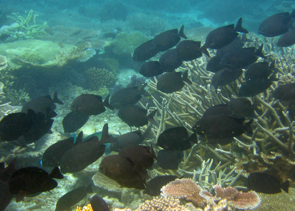 https://mdw-travel-data-us-east-1.s3.amazonaws.com/img/country/Australia/Agincourt-Reef/img_05.jpg