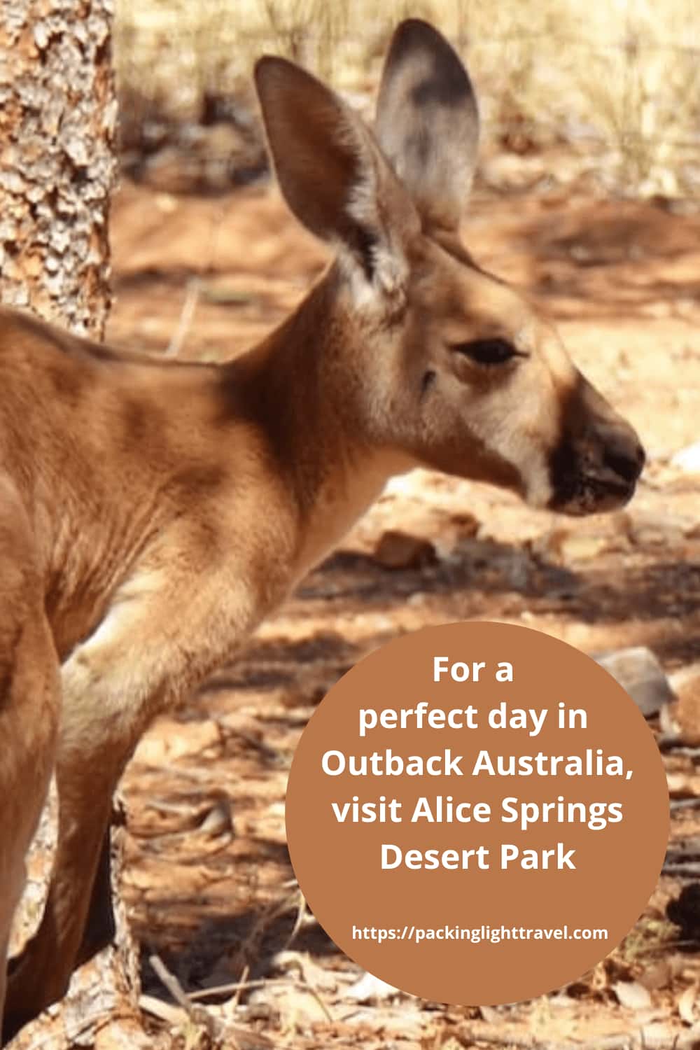 https://mdw-travel-data-us-east-1.s3.amazonaws.com/img/country/Australia/Alice-Springs-Desert-Park/img_05.jpg