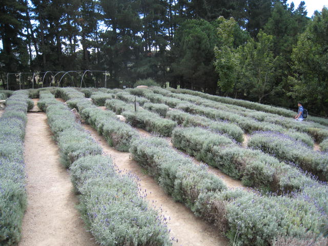 https://mdw-travel-data-us-east-1.s3.amazonaws.com/img/country/Australia/Ashcombe-Maze-&-Lavender-Gardens/img_01.jpg