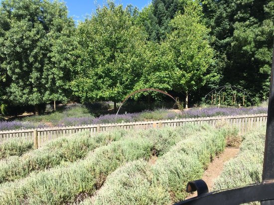 https://mdw-travel-data-us-east-1.s3.amazonaws.com/img/country/Australia/Ashcombe-Maze-&-Lavender-Gardens/img_04.jpg