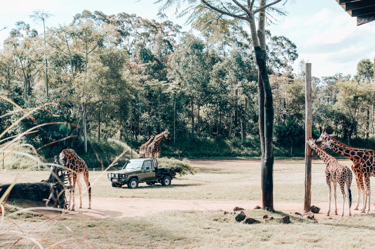https://mdw-travel-data-us-east-1.s3.amazonaws.com/img/country/Australia/Australia-Zoo/img_02.jpg