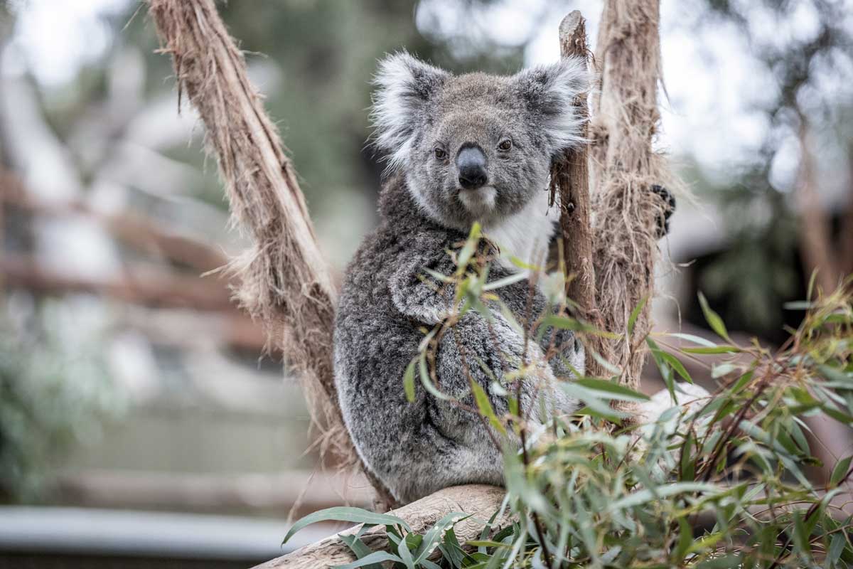 https://mdw-travel-data-us-east-1.s3.amazonaws.com/img/country/Australia/Ballarat-Wildlife-Park-Koala-Enclosure/img_03.jpg