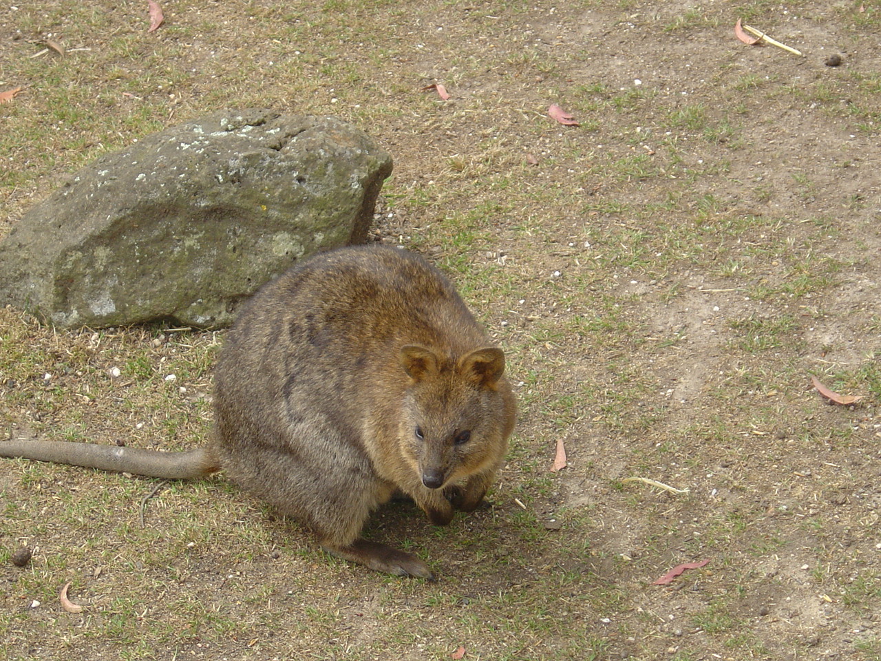 https://mdw-travel-data-us-east-1.s3.amazonaws.com/img/country/Australia/Ballarat-Wildlife-Park/img_02.jpg
