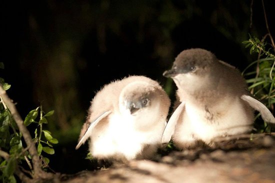 https://mdw-travel-data-us-east-1.s3.amazonaws.com/img/country/Australia/Bicheno-Penguin-Tours/img_01.jpg