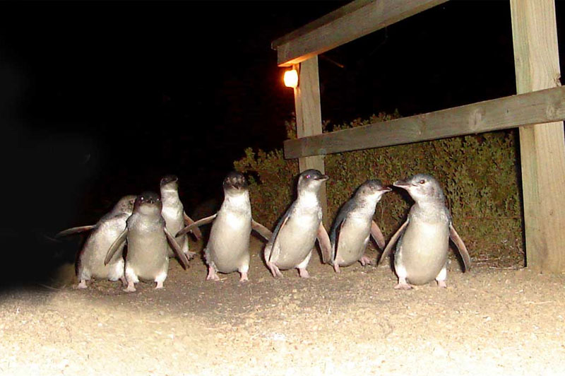 https://mdw-travel-data-us-east-1.s3.amazonaws.com/img/country/Australia/Bicheno-Penguin-Tours/img_02.jpg
