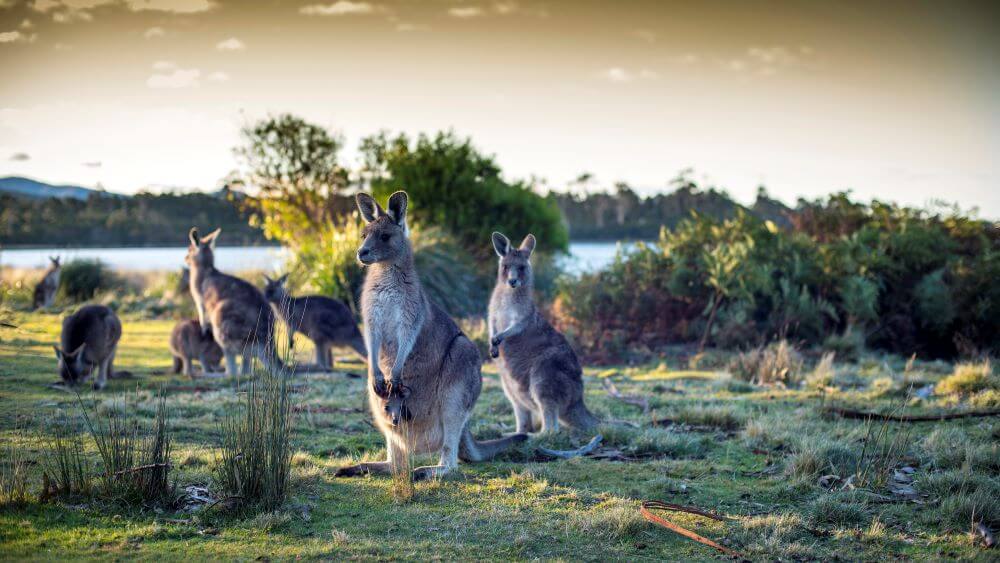 https://mdw-travel-data-us-east-1.s3.amazonaws.com/img/country/Australia/Bicheno-Penguin-Tours/img_04.jpg