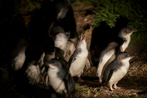 https://mdw-travel-data-us-east-1.s3.amazonaws.com/img/country/Australia/Bicheno-Penguin-Tours/img_05.jpg