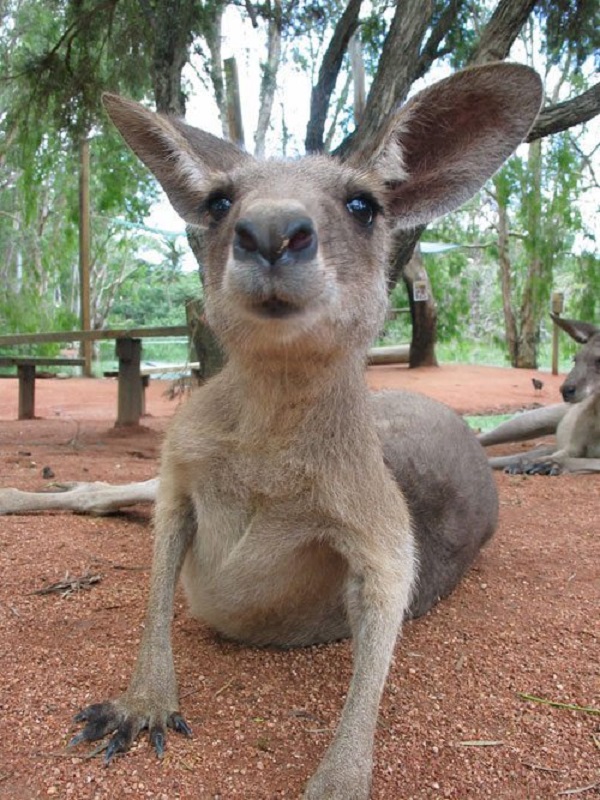 https://mdw-travel-data-us-east-1.s3.amazonaws.com/img/country/Australia/Billabong-Sanctuary/img_01.jpg