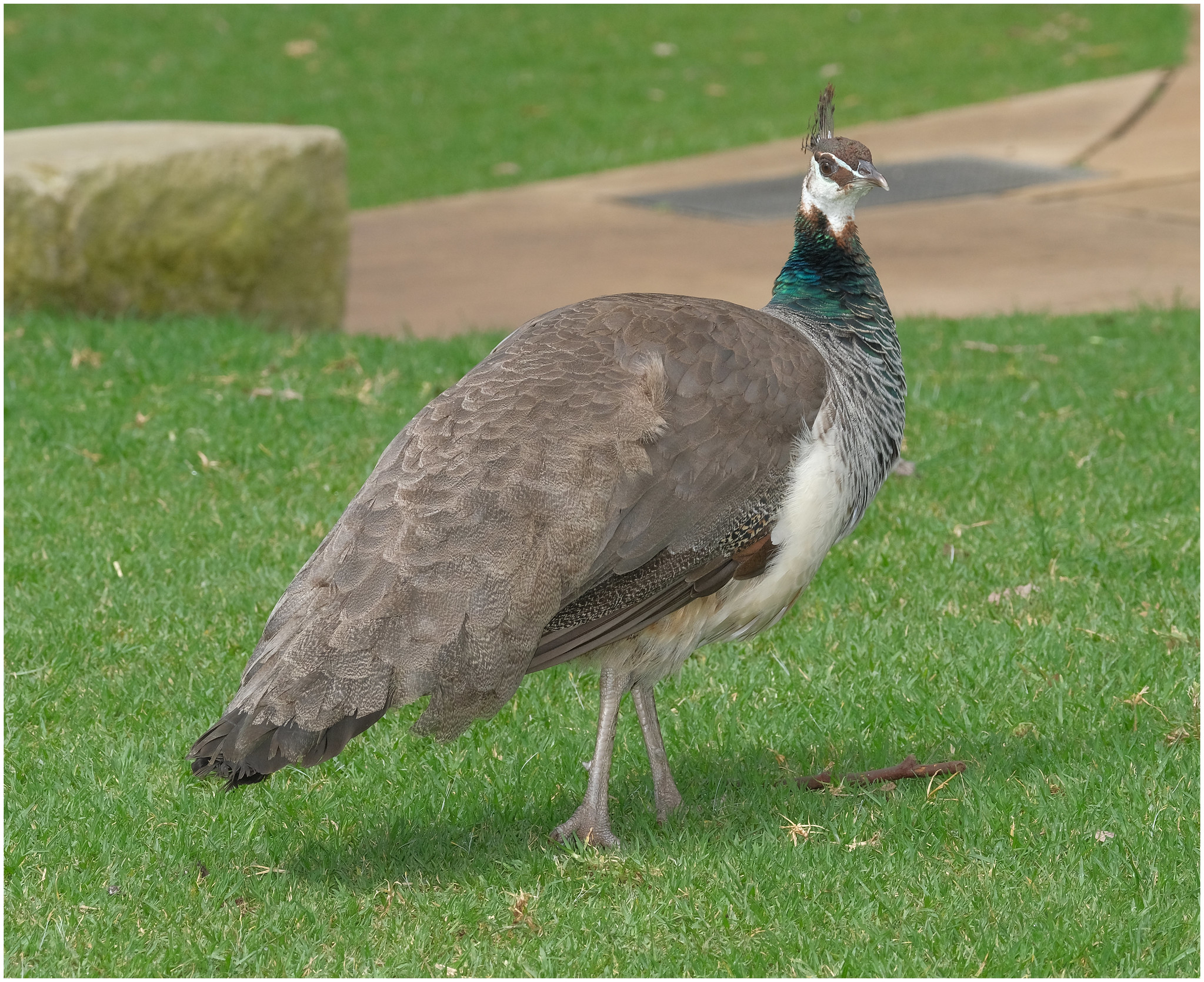 https://mdw-travel-data-us-east-1.s3.amazonaws.com/img/country/Australia/Blackbutt-Nature-Reserve/img_01.jpg
