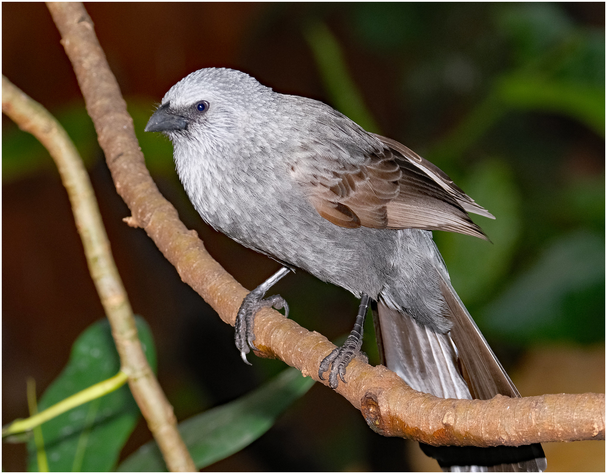 https://mdw-travel-data-us-east-1.s3.amazonaws.com/img/country/Australia/Blackbutt-Nature-Reserve/img_02.jpg