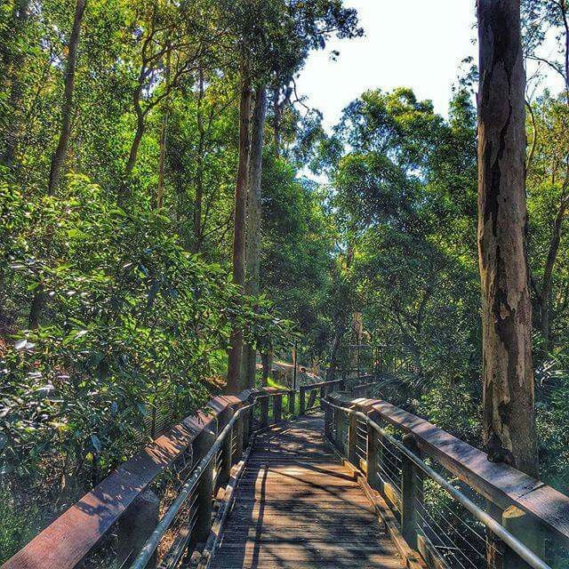 https://mdw-travel-data-us-east-1.s3.amazonaws.com/img/country/Australia/Blackbutt-Reserve/img_02.jpg