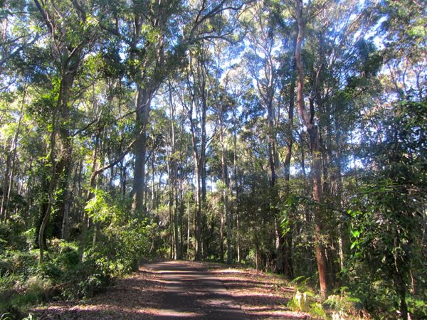 https://mdw-travel-data-us-east-1.s3.amazonaws.com/img/country/Australia/Blackbutt-Reserve/img_03.jpg