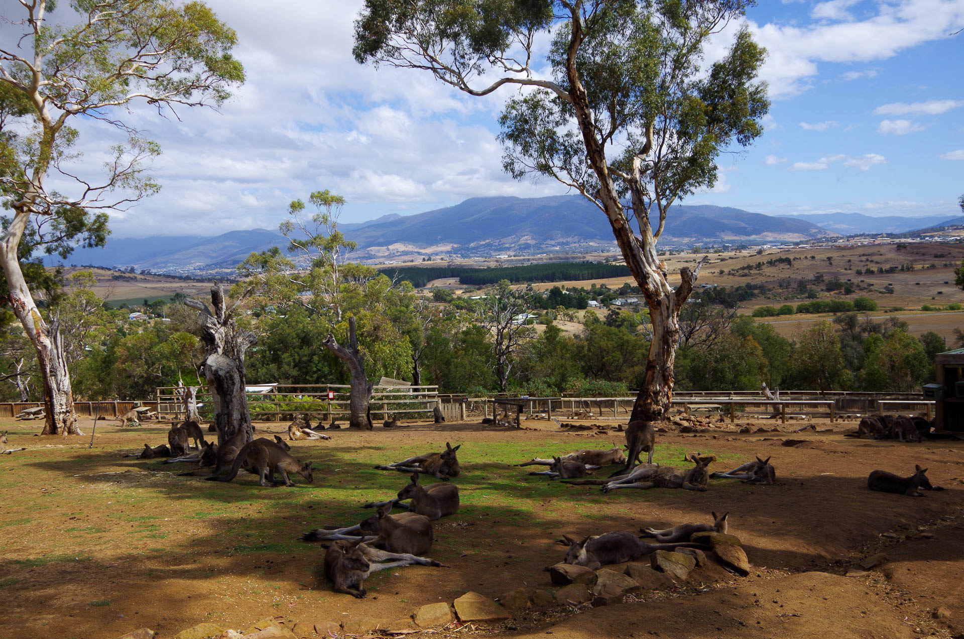 https://mdw-travel-data-us-east-1.s3.amazonaws.com/img/country/Australia/Bonorong-Wildlife-Sanctuary/img_02.jpg