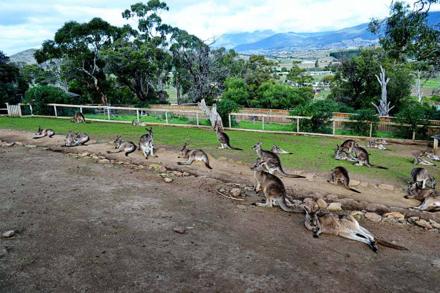 https://mdw-travel-data-us-east-1.s3.amazonaws.com/img/country/Australia/Bonorong-Wildlife-Sanctuary/img_03.jpg
