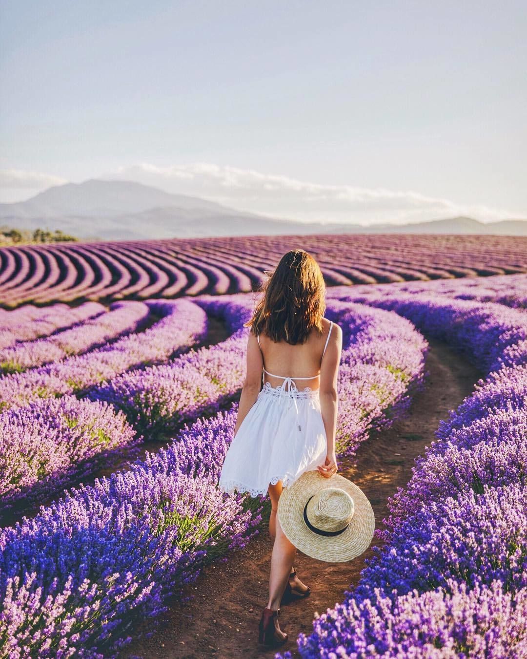 https://mdw-travel-data-us-east-1.s3.amazonaws.com/img/country/Australia/Bridestowe-Lavender-Estate/img_00.jpg