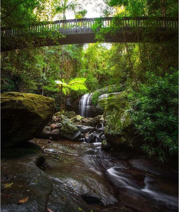 https://mdw-travel-data-us-east-1.s3.amazonaws.com/img/country/Australia/Buderim-Forest-Park/img_01.jpg