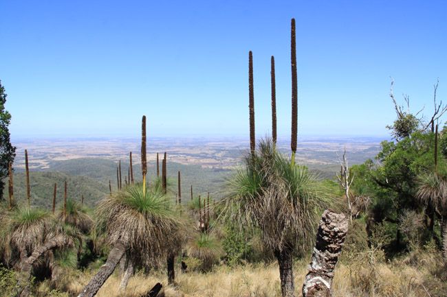 https://mdw-travel-data-us-east-1.s3.amazonaws.com/img/country/Australia/Bunya-Mountains-National-Park/img_01.jpg