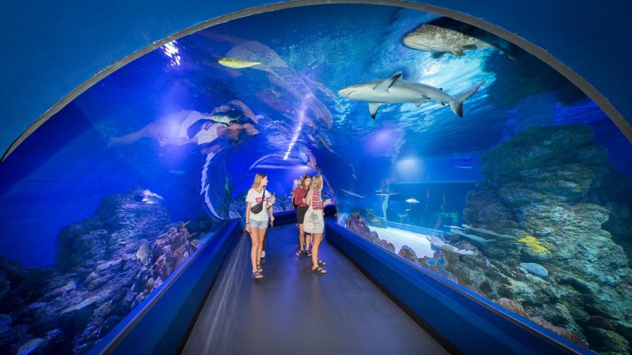 https://mdw-travel-data-us-east-1.s3.amazonaws.com/img/country/Australia/Cairns-Aquarium/img_01.jpg