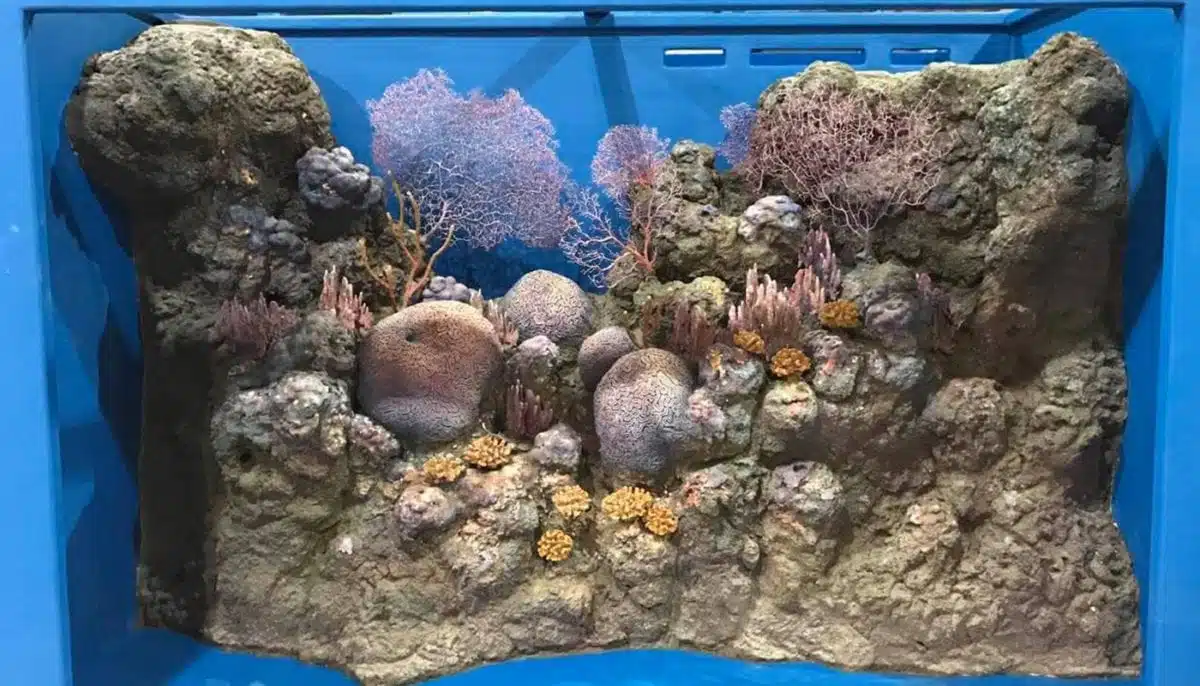 https://mdw-travel-data-us-east-1.s3.amazonaws.com/img/country/Australia/Cairns-Aquarium/img_02.jpg