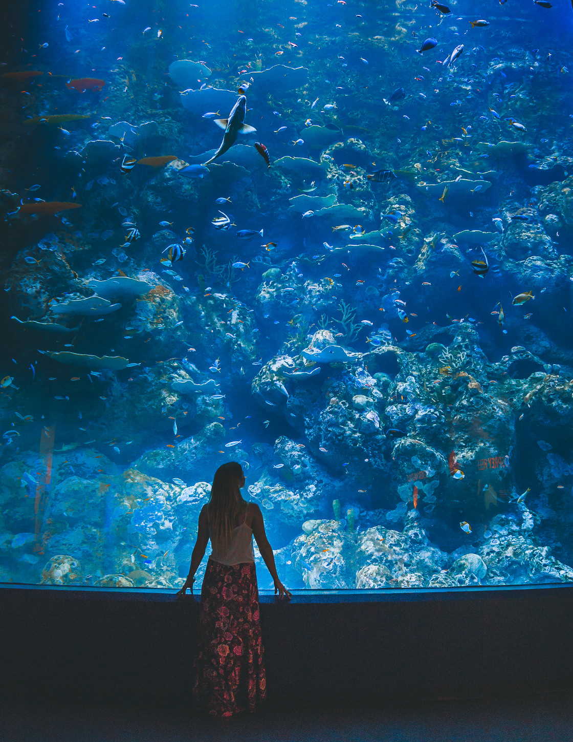 https://mdw-travel-data-us-east-1.s3.amazonaws.com/img/country/Australia/Cairns-Aquarium/img_03.jpg