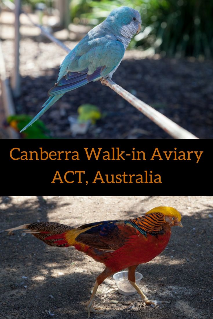 https://mdw-travel-data-us-east-1.s3.amazonaws.com/img/country/Australia/Canberra-Walk-in-Aviary/img_03.jpg