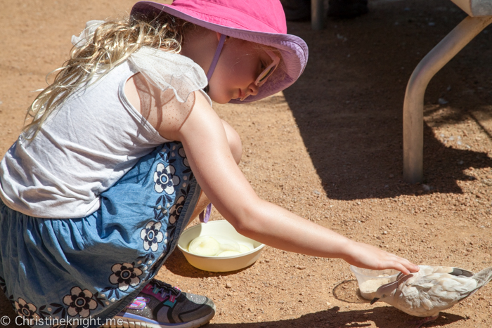 https://mdw-travel-data-us-east-1.s3.amazonaws.com/img/country/Australia/Canberra-Walk-in-Aviary/img_04.jpg