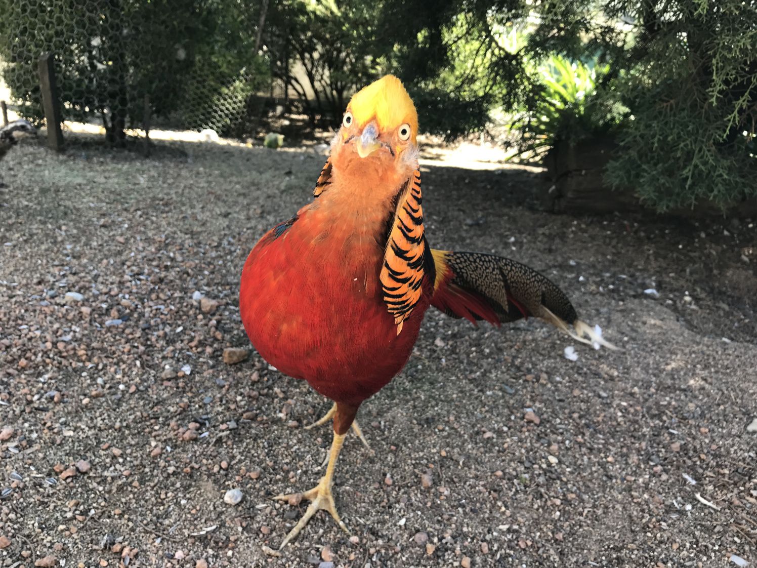https://mdw-travel-data-us-east-1.s3.amazonaws.com/img/country/Australia/Canberra-Walk-in-Aviary/img_05.jpg