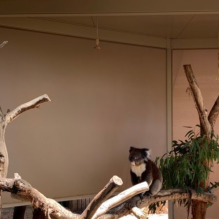 https://mdw-travel-data-us-east-1.s3.amazonaws.com/img/country/Australia/Cleland-Conservation-Park/img_01.jpg