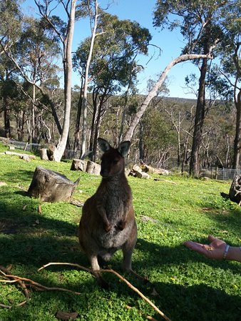 https://mdw-travel-data-us-east-1.s3.amazonaws.com/img/country/Australia/Cleland-Conservation-Park/img_02.jpg