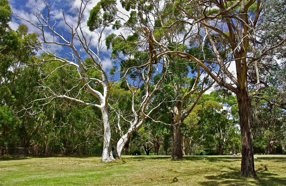 https://mdw-travel-data-us-east-1.s3.amazonaws.com/img/country/Australia/Cleland-Conservation-Park/img_03.jpg