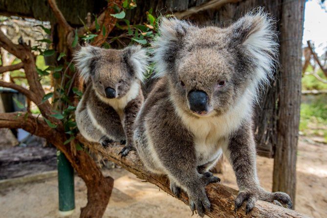 https://mdw-travel-data-us-east-1.s3.amazonaws.com/img/country/Australia/Cleland-Wildlife-Park/img_00.jpg