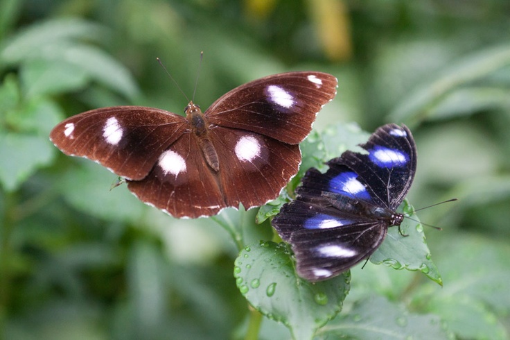 https://mdw-travel-data-us-east-1.s3.amazonaws.com/img/country/Australia/Coffs-Harbour-Butterfly-House/img_00.jpg