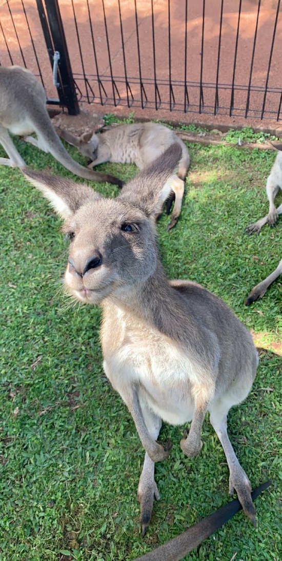 https://mdw-travel-data-us-east-1.s3.amazonaws.com/img/country/Australia/Cooberrie-Park-Wildlife-Sanctuary/img_02.jpg