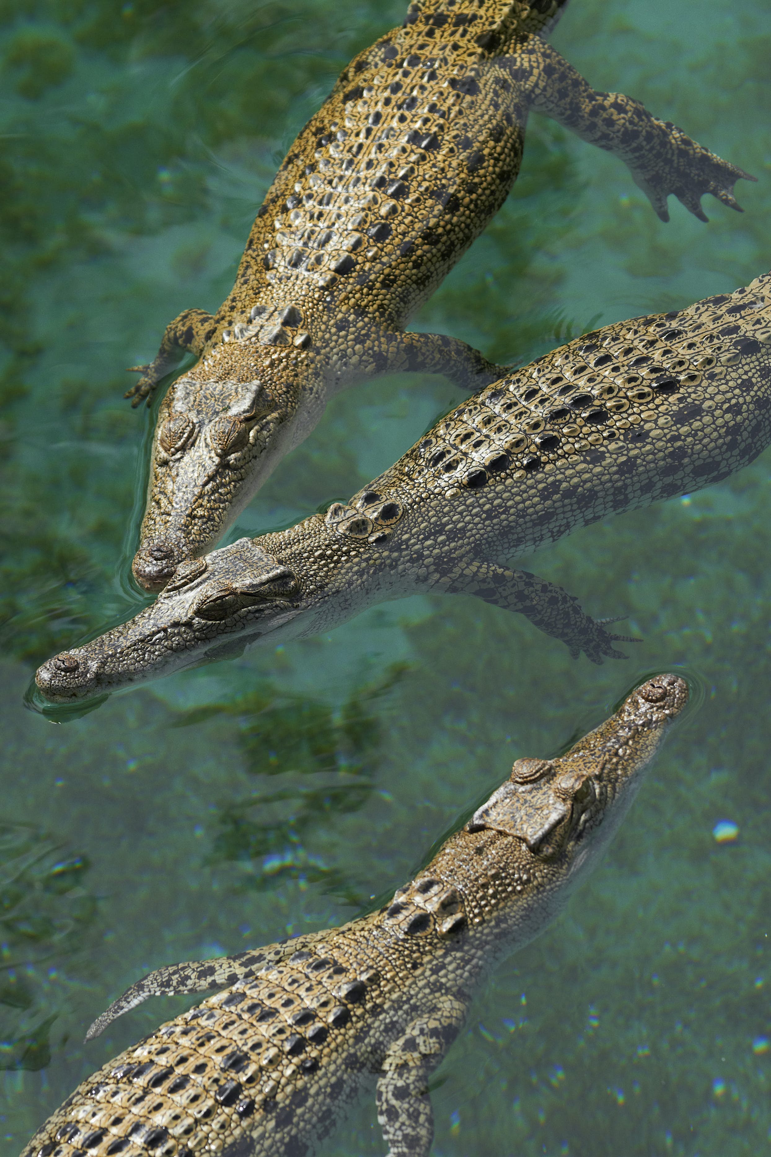 https://mdw-travel-data-us-east-1.s3.amazonaws.com/img/country/Australia/Crocosaurus-Cove/img_01.jpg