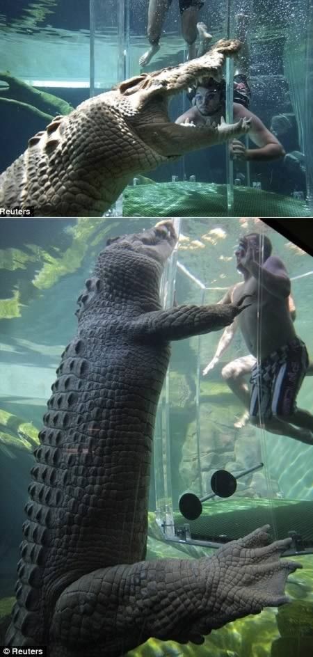 https://mdw-travel-data-us-east-1.s3.amazonaws.com/img/country/Australia/Crocosaurus-Cove/img_02.jpg