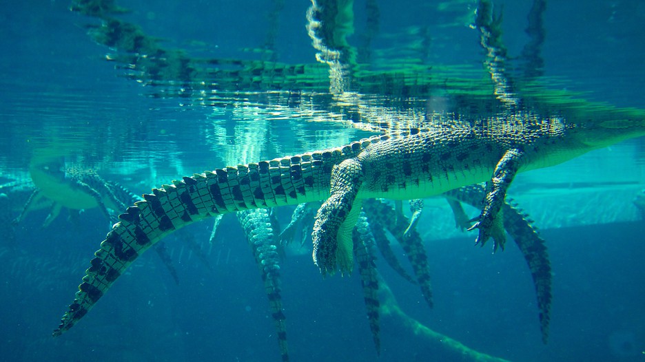 https://mdw-travel-data-us-east-1.s3.amazonaws.com/img/country/Australia/Crocosaurus-Cove/img_03.jpg