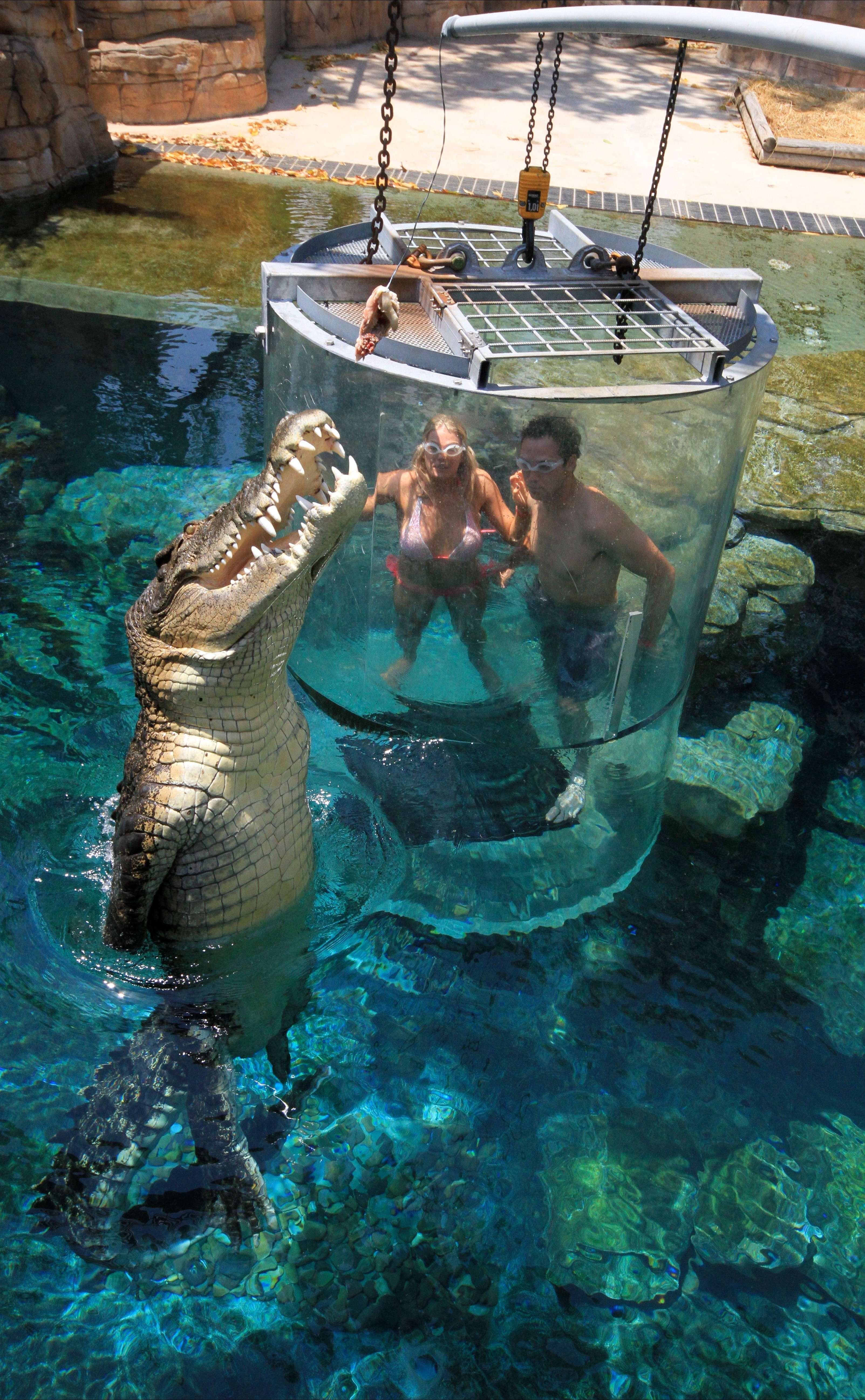 https://mdw-travel-data-us-east-1.s3.amazonaws.com/img/country/Australia/Crocosaurus-Cove/img_04.jpg