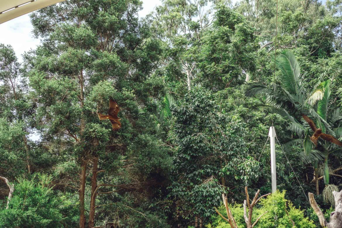 https://mdw-travel-data-us-east-1.s3.amazonaws.com/img/country/Australia/Currumbin-Wildlife-Sanctuary/img_02.jpg