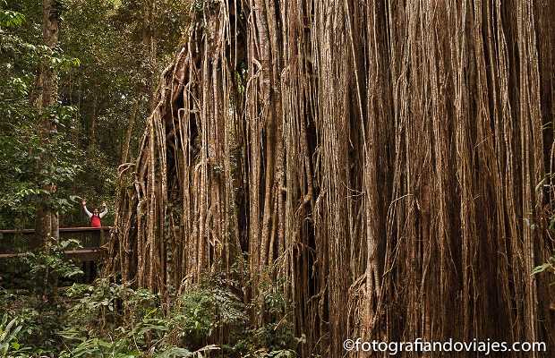 https://mdw-travel-data-us-east-1.s3.amazonaws.com/img/country/Australia/Curtain-Fig-National-Park/img_02.jpg