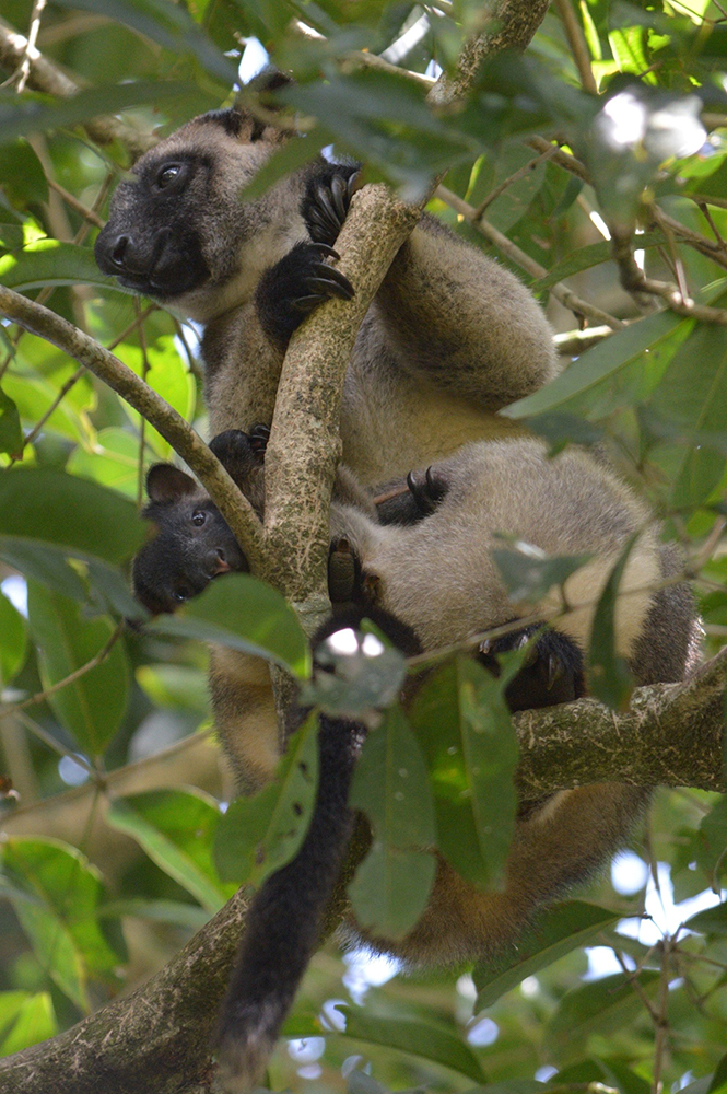 https://mdw-travel-data-us-east-1.s3.amazonaws.com/img/country/Australia/Curtain-Fig-National-Park/img_04.jpg