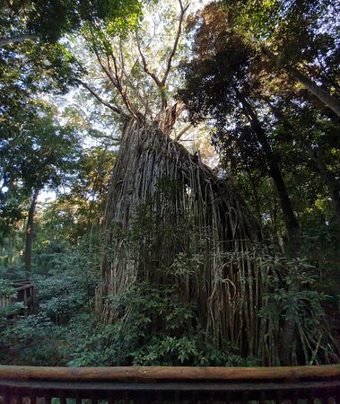 https://mdw-travel-data-us-east-1.s3.amazonaws.com/img/country/Australia/Curtain-Fig-National-Park/img_05.jpg