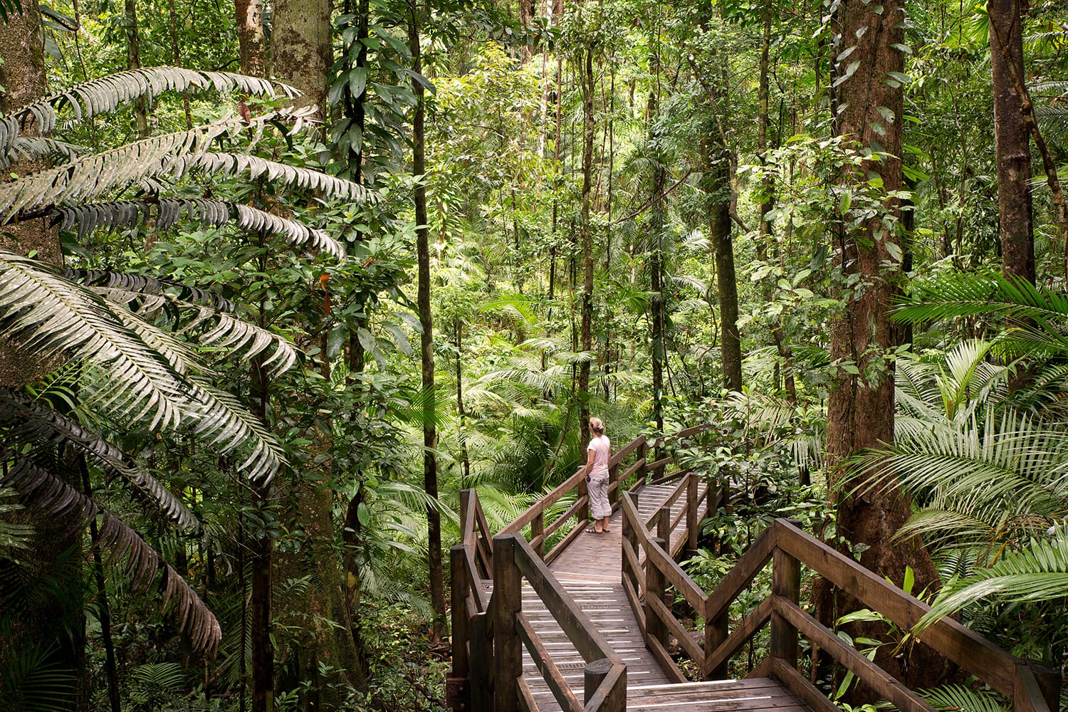 https://mdw-travel-data-us-east-1.s3.amazonaws.com/img/country/Australia/Daintree-Rainforest/img_01.jpg